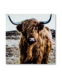 Wanddecoratie Schotse hooglander